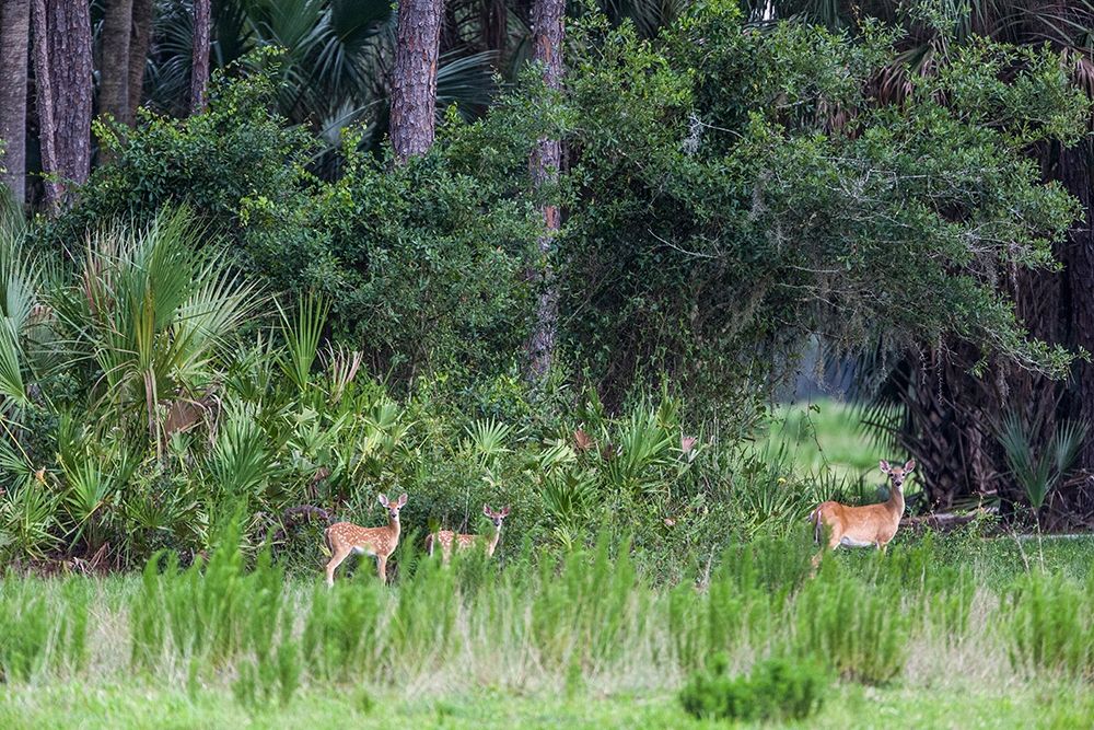 Good habitat white-tailed deer often have twins